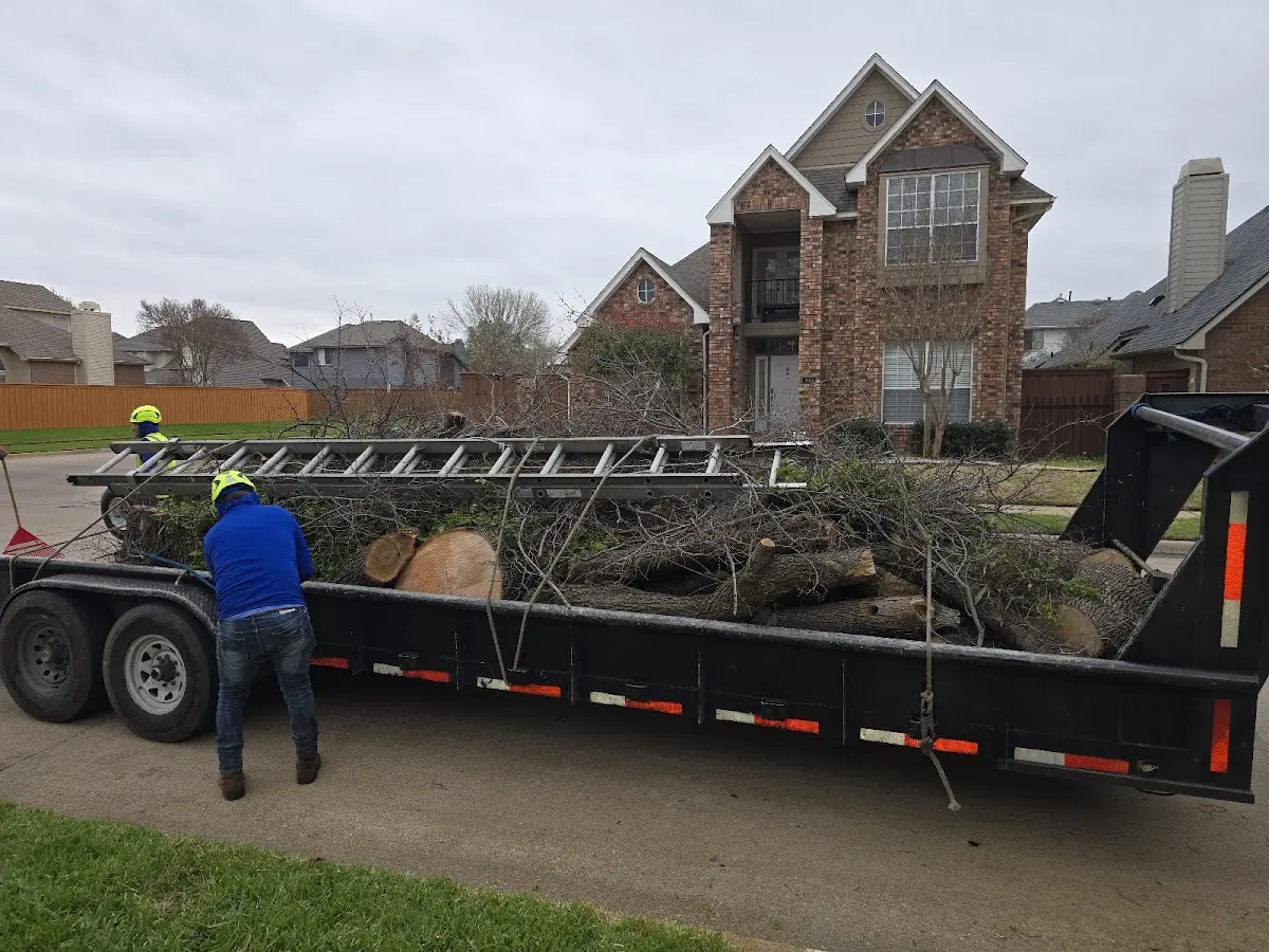Expert Tree Removal with proper safety equipment in Medina